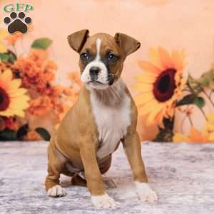 Cletus, Boxer Puppy